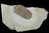 Bargain, Lochovella (Reedops) Trilobite - Oklahoma #137270-1